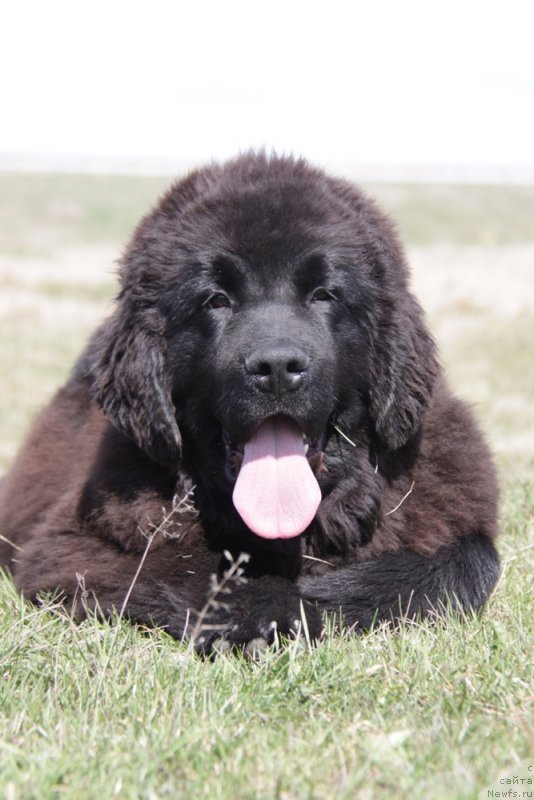 Фото: ньюфаундленд Аквиан Сонг Торнадо