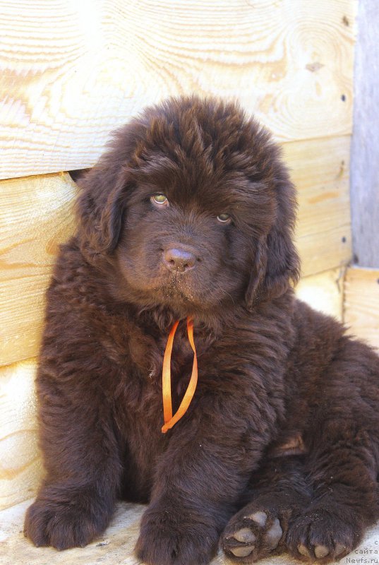 Фотография № 224208