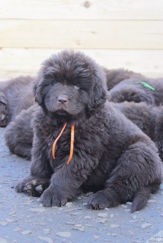 Фотография № 224210