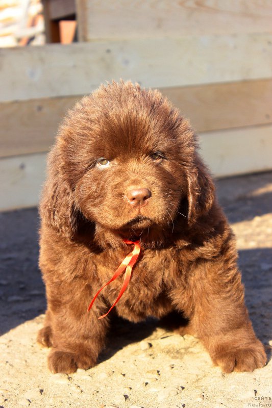 Фотография № 224214