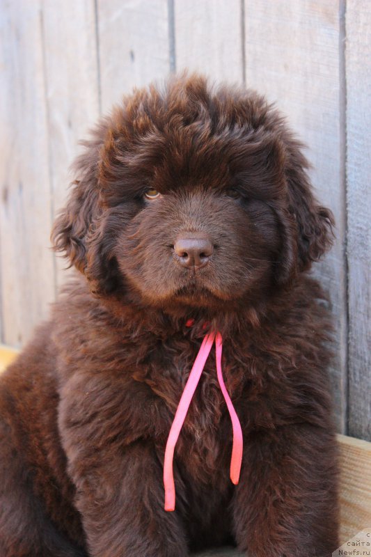 Фотография № 224218