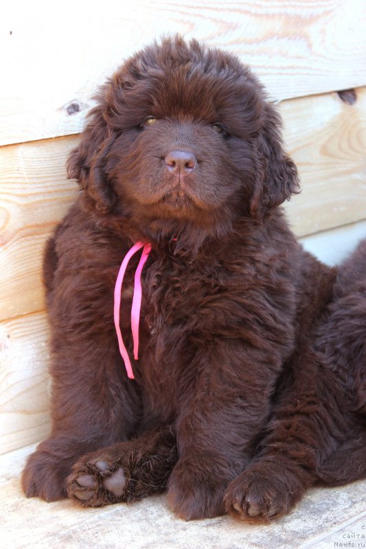 Фотография № 224219