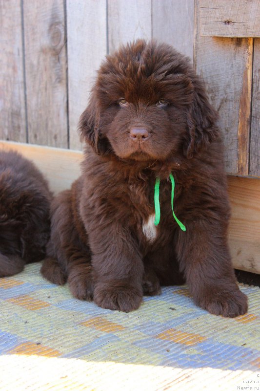 Фотография № 224222