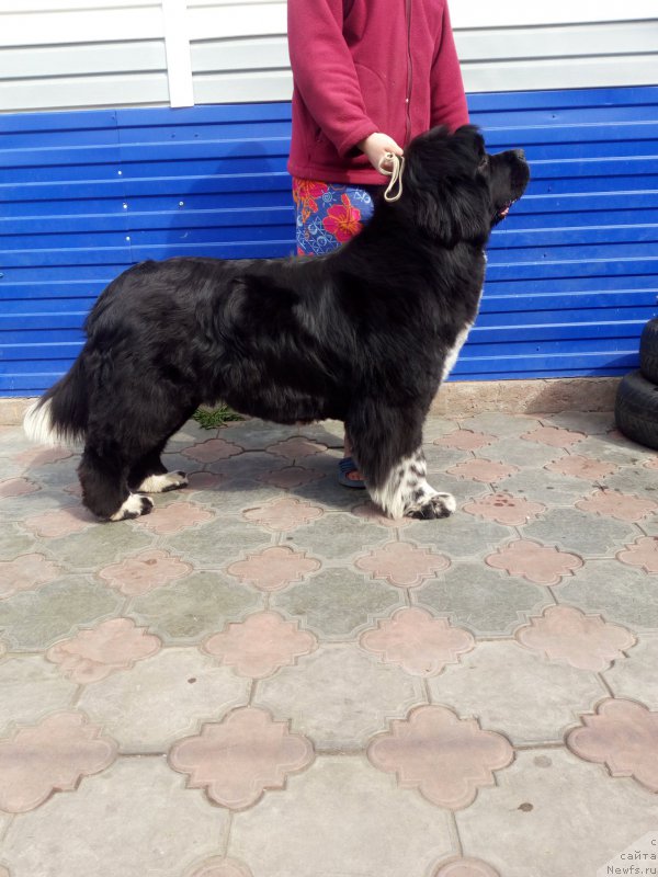 Фото: ньюфаундленд Еверия от Сибирского Медведя