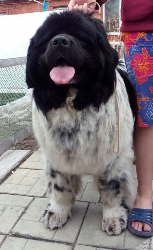 Фото: ньюфаундленд Варгас Де Ла Масса Армандо (Vargas de la Massa Armando)