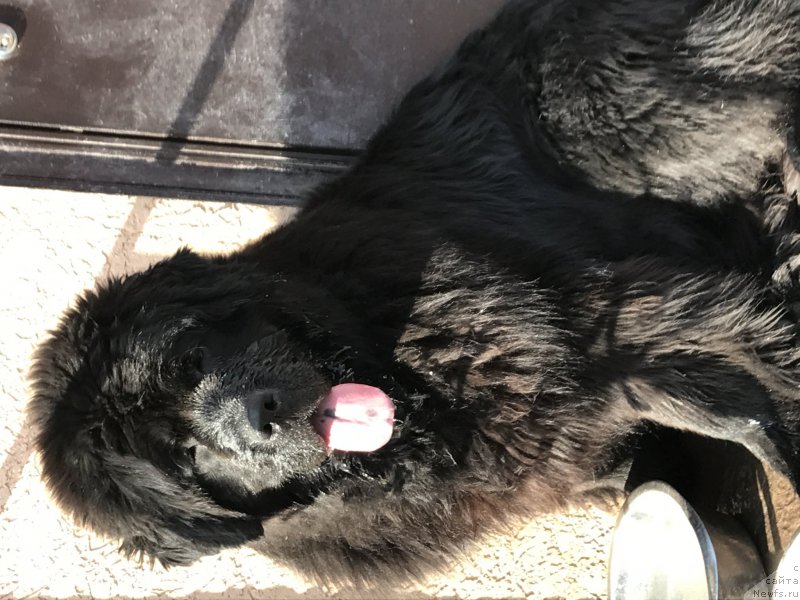 Фото: ньюфаундленд Черный Балу Ипполит Денович