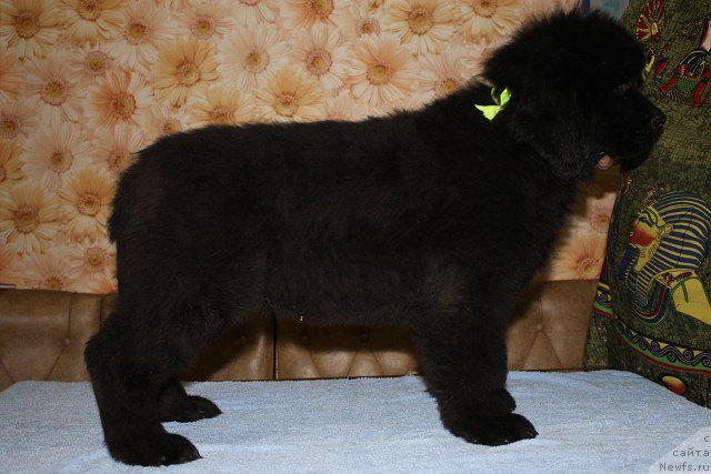 Фото: ньюфаундленд Избранник Судьбы Русский Богатырь