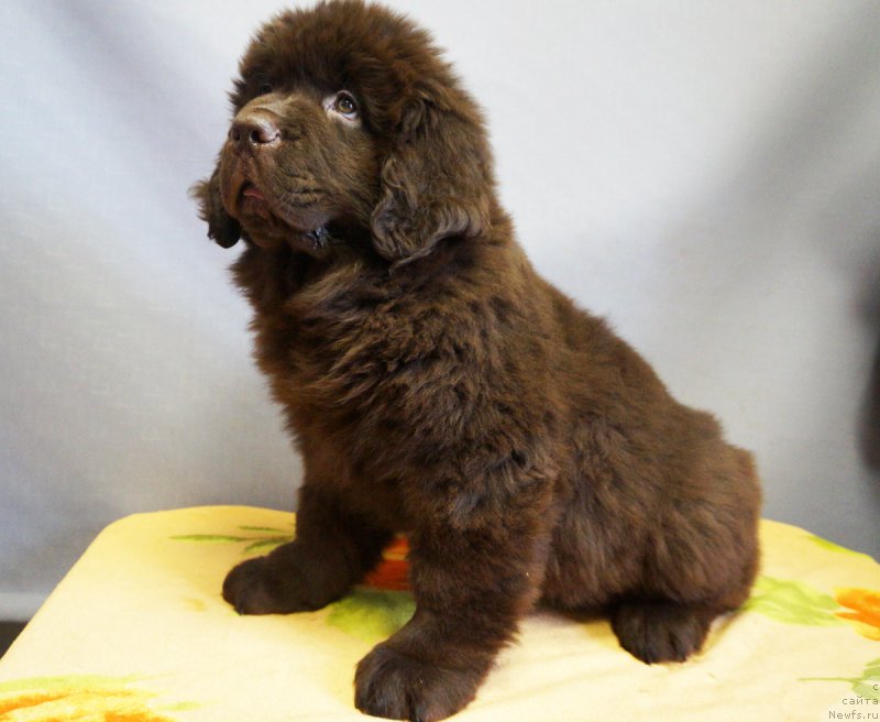 Фото: ньюфаундленд Браунблад МСК Нэтти Мэй