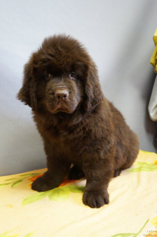 Фото: ньюфаундленд Браунблад МСК Нэтти Мэй