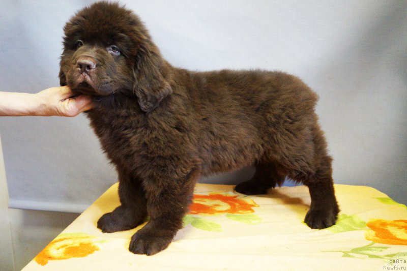 Фото: ньюфаундленд Браунблад МСК Нэтти Мэй