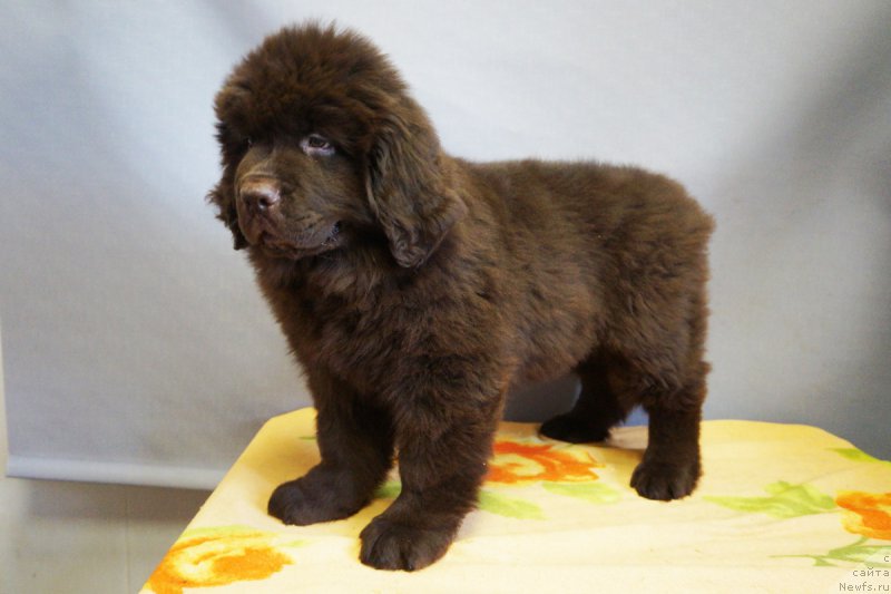 Фото: ньюфаундленд Браунблад МСК Нэтти Мэй