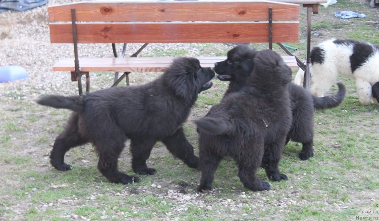 Фотография № 224259