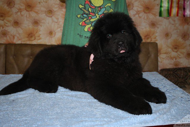 Фото: ньюфаундленд Ирада Славная Дочь Матвея