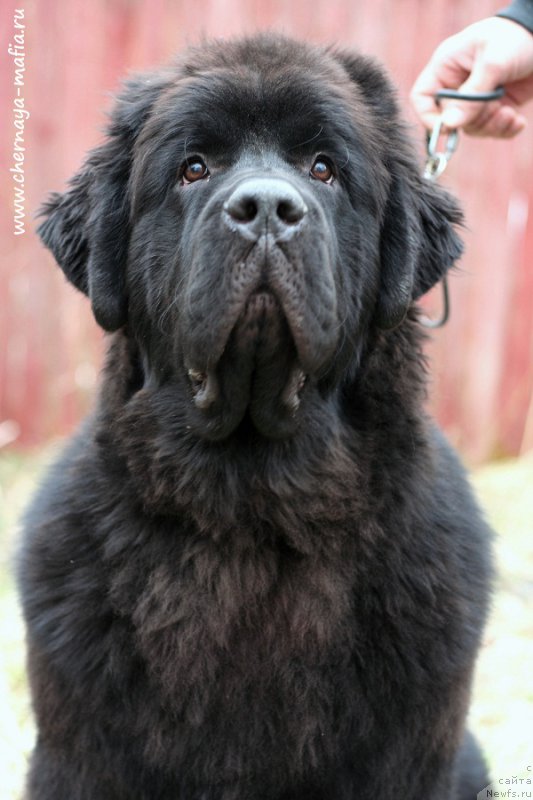 Фото: ньюфаундленд Черная Мафия Блуес Ин Тхе Нигхт (Chernaya Mafia Blues In The Night)