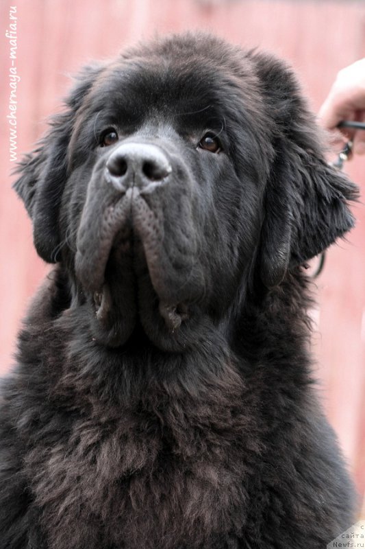 Фото: ньюфаундленд Черная Мафия Блуес Ин Тхе Нигхт (Chernaya Mafia Blues In The Night)