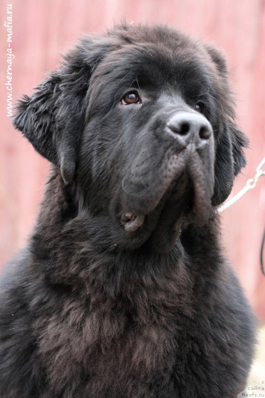 Фото: ньюфаундленд Черная Мафия Блуес Ин Тхе Нигхт (Chernaya Mafia Blues In The Night)