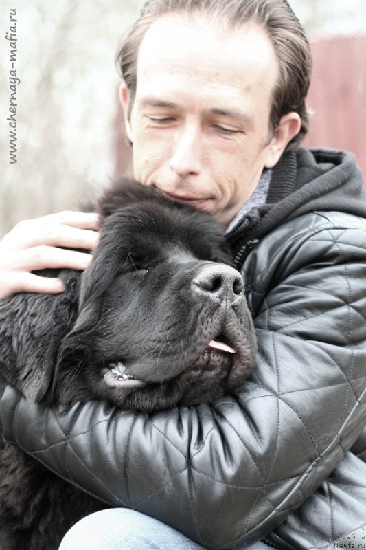 Фото: ньюфаундленд Черная Мафия Блуес Ин Тхе Нигхт (Chernaya Mafia Blues In The Night)