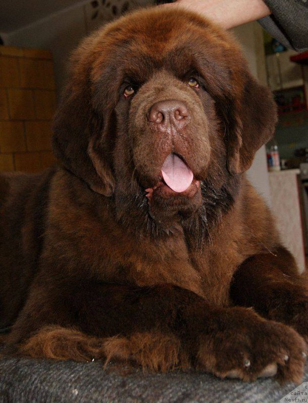 Фото: ньюфаундленд Браунблад МСК Армата Лойар Аид (Brownblood MSK Armata Loyar Aid)