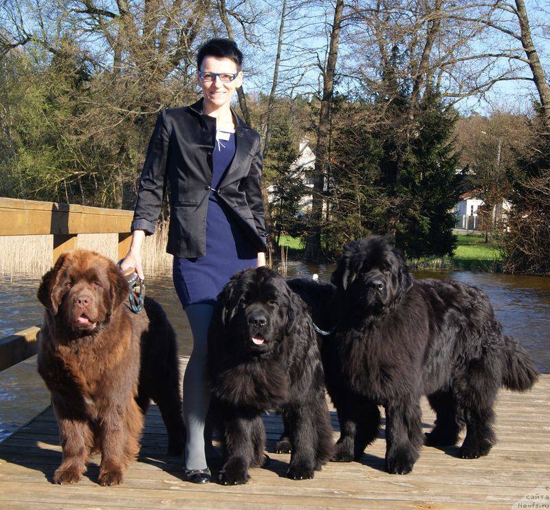 Фото: ньюфаундленд Браунблад МСК Армата Лойар Аид (Brownblood MSK Armata Loyar Aid)