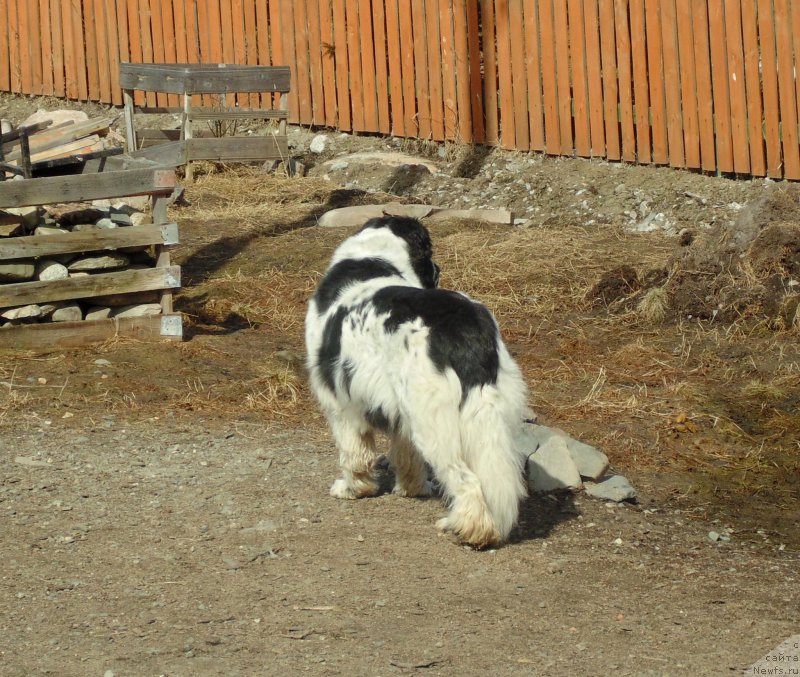 Фото: ньюфаундленд Маг Исполин Морская Жемчужина