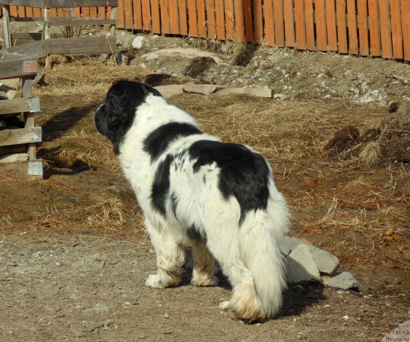 Фото: ньюфаундленд Маг Исполин Морская Жемчужина