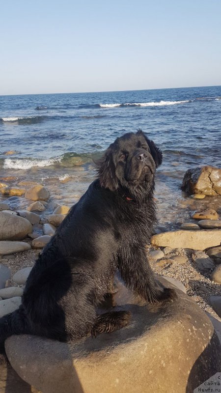 Фото: ньюфаундленд Талисман Моря Корвет (Talisman Morya Korvet)