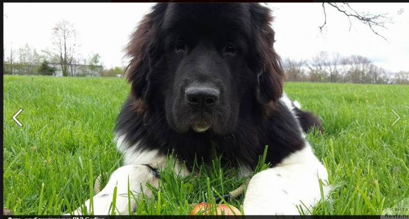 Фото: ньюфаундленд Ванджелис Эврика Бриллиант Поморья