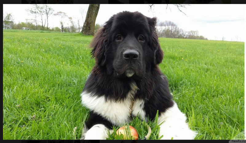 Фото: ньюфаундленд Ванджелис Эврика Бриллиант Поморья