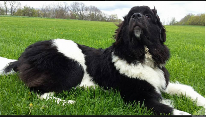 Фото: ньюфаундленд Ванджелис Эврика Бриллиант Поморья