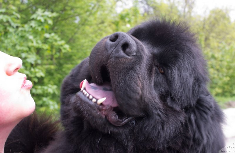 Фото: ньюфаундленд Chudotvorniy Atlas Kara Deniz