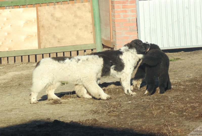 Фото: ньюфаундленд Варвара Краса от Карельских Медведей