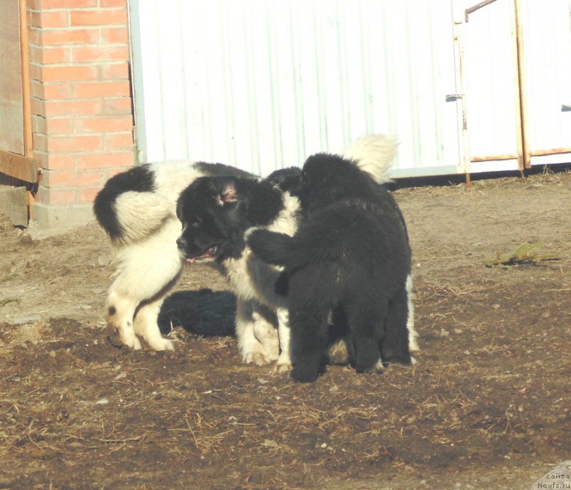 Фотография № 224310