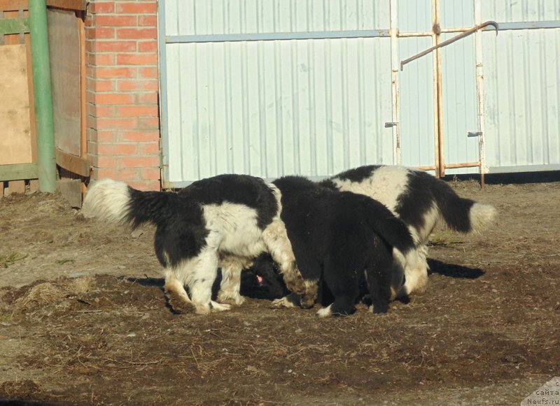 Фотография № 224312