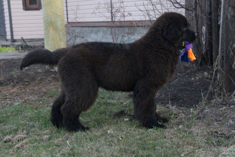 Фото: ньюфаундленд Аквиан Сонг Торнадо