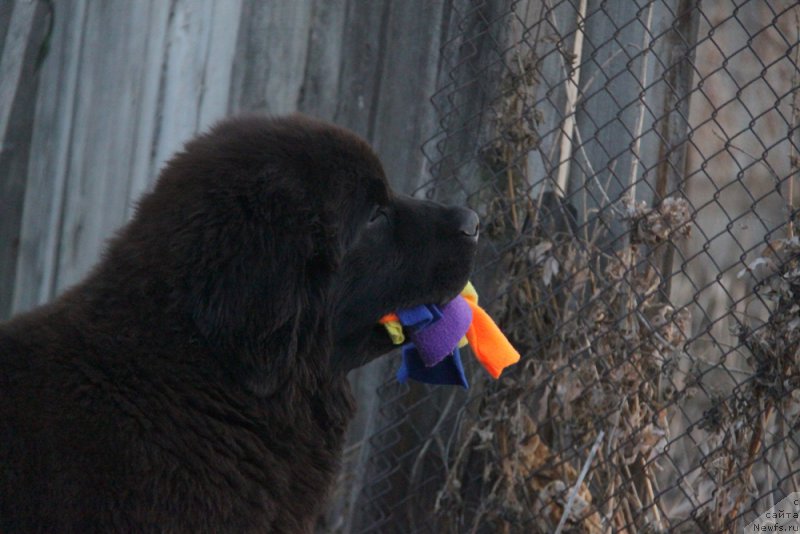 Фото: ньюфаундленд Аквиан Сонг Торнадо