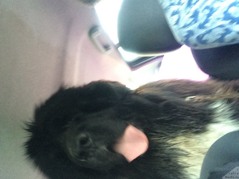 Фото: ньюфаундленд Звездочет от Сибирского Медведя