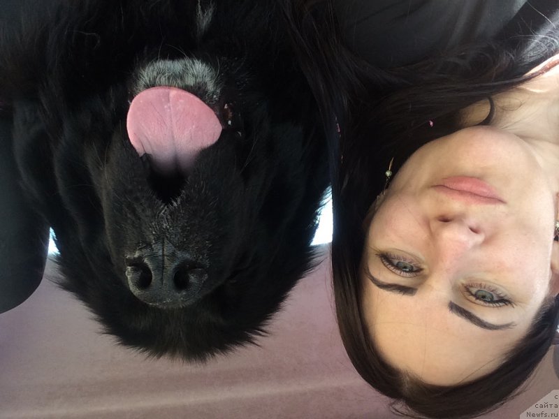 Фото: ньюфаундленд Звездочет от Сибирского Медведя