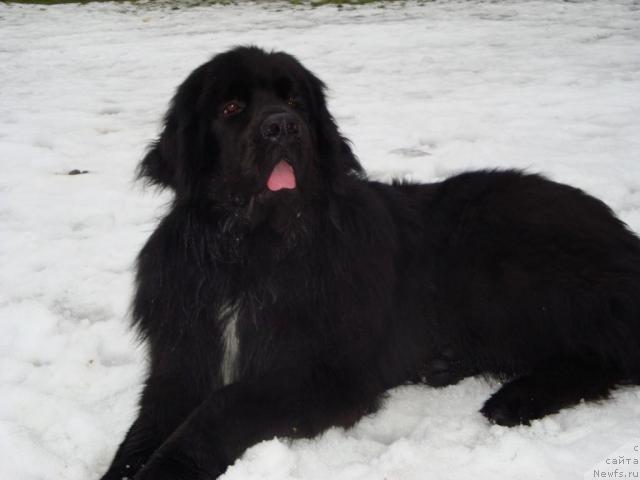 Фото: ньюфаундленд Питерньюф Жора Питерский (Piternyuf Zhora Piterskiy)