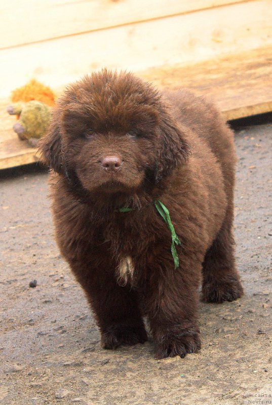 Фото: ньюфаундленд Браунблад МСК Дрими Эйн (Brownblood MSK Drimi Ein)