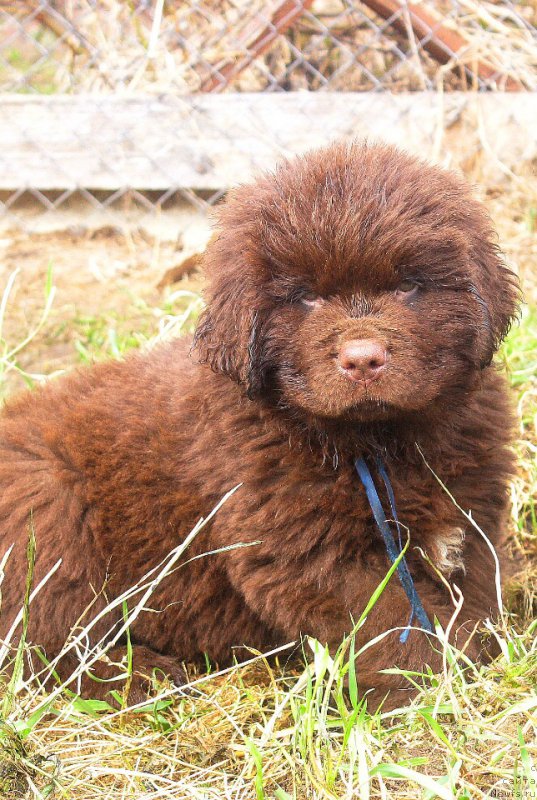 Фото: ньюфаундленд Браунблад МСК Двайт Гарнет