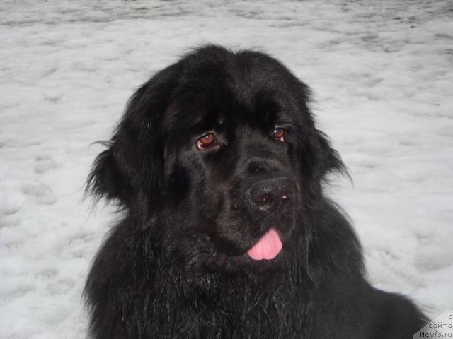 Фото: ньюфаундленд Питерньюф Жора Питерский (Piternyuf Zhora Piterskiy)