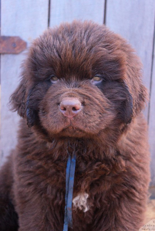 Фото: ньюфаундленд Браунблад МСК Двайт Гарнет