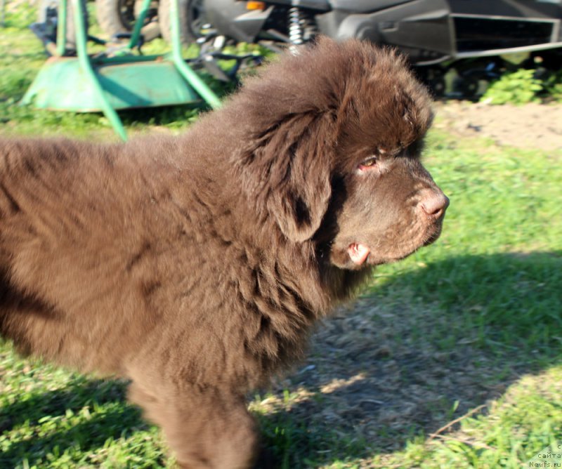 Фото: ньюфаундленд Браунблад  МСК Лион Лаби-Рони (Brownblood MSK Lyon Labi-Roni)