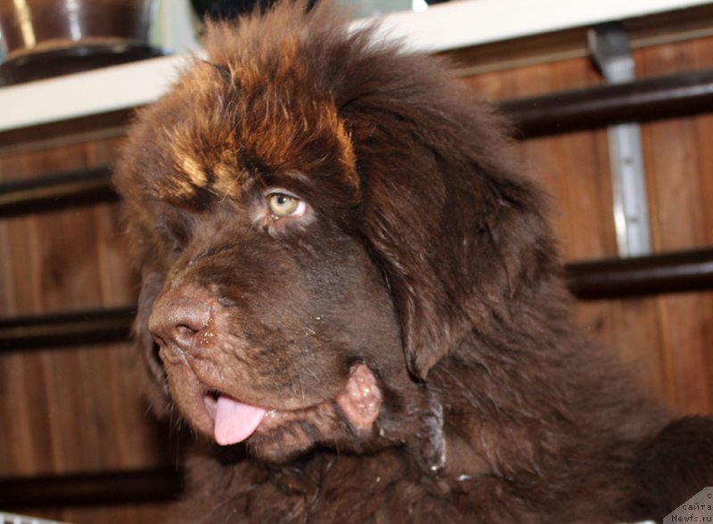 Фото: ньюфаундленд Браунблад  МСК Лион Лаби-Рони (Brownblood MSK Lyon Labi-Roni)