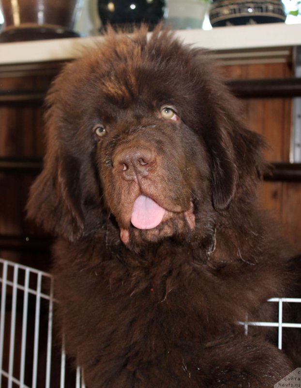 Фото: ньюфаундленд Браунблад  МСК Лион Лаби-Рони (Brownblood MSK Lyon Labi-Roni)