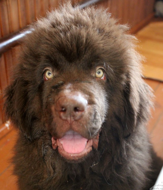 Фото: ньюфаундленд Браунблад  МСК Лион Лаби-Рони (Brownblood MSK Lyon Labi-Roni)