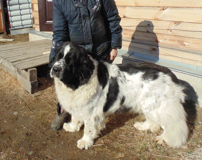 Фото: ньюфаундленд Маг Исполин Морская Жемчужина