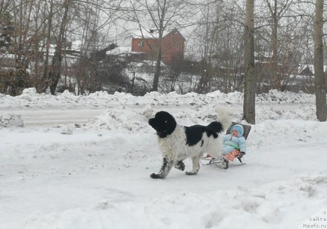 Фото: ньюфаундленд Супер Бизон Арго (Super Bizon Argo)