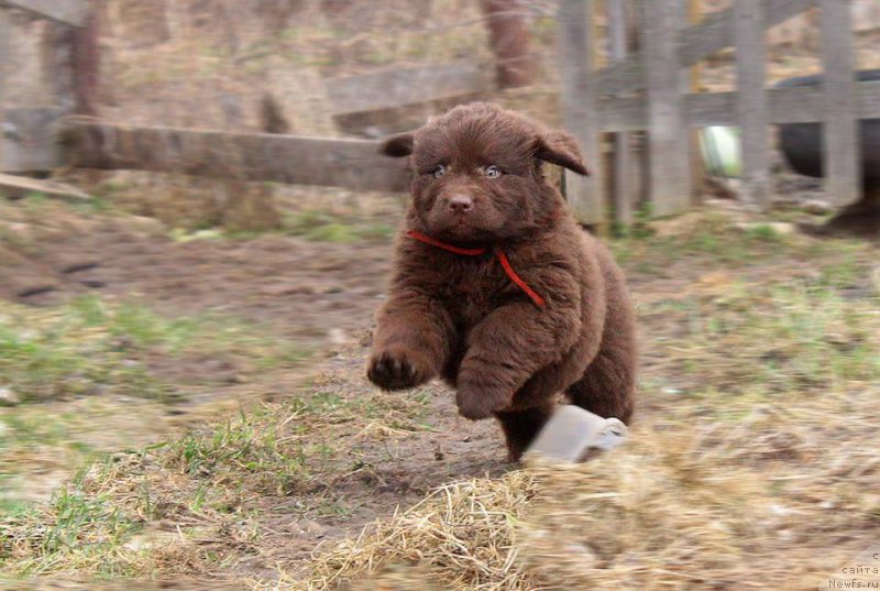 Фото: ньюфаундленд Браунблад МСК Дэлиция Шари (Brownblood MSK Delicia Shari)