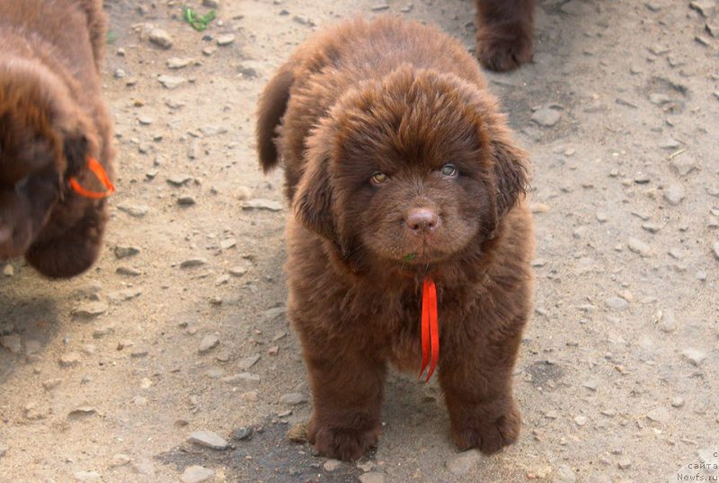 Фото: ньюфаундленд Браунблад МСК Дэлиция Шари (Brownblood MSK Delicia Shari)